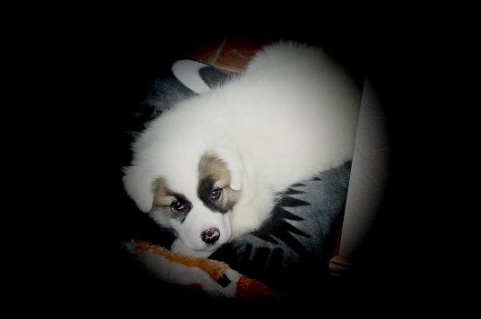 Koa on a cushion