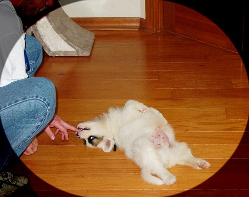 Koa nibbling Dave's finter