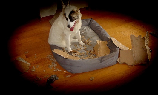 Koa shredding a box