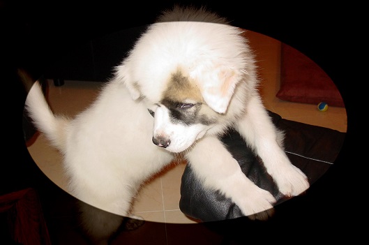 Koa on a footstool